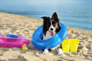 Pronašli smo 25 plaža za pse na Jadranu za najljepše ljetne radosti