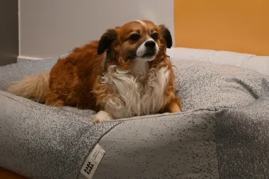 Komadi koji osvajaju svakog vlasnika kućnog ljubimca. What do dogs dream about?