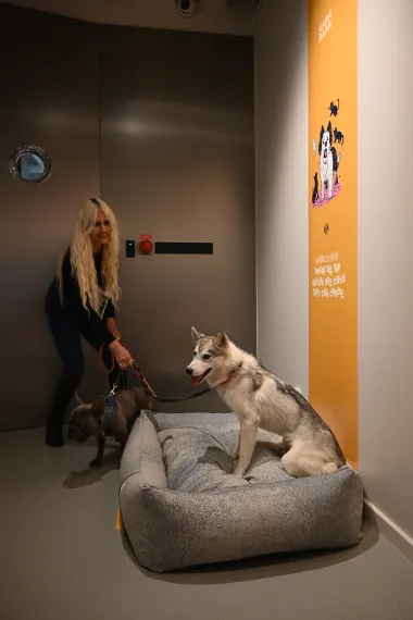 Komadi koji osvajaju svakog vlasnika kućnog ljubimca. What do dogs dream about?