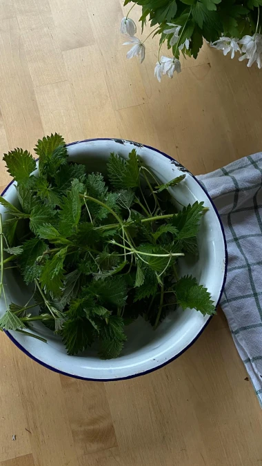 Kopriva kao lijek za kosu - imamo recept za kućnu primjenu