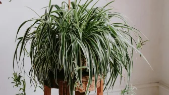 Spider plant ili 'biljka pauk': Nezahtjevna biljka koja pročišćava zrak za svaki interijer