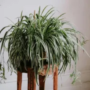Spider plant ili 'biljka pauk': Nezahtjevna biljka koja pročišćava zrak za svaki interijer