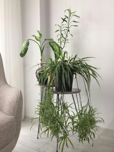 Spider plant ili 'biljka pauk': Nezahtjevna biljka koja pročišćava zrak za svaki interijer