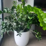 Na&scaron;e čitateljice podijelile su divne fotografije biljaka koje njima donose sreću