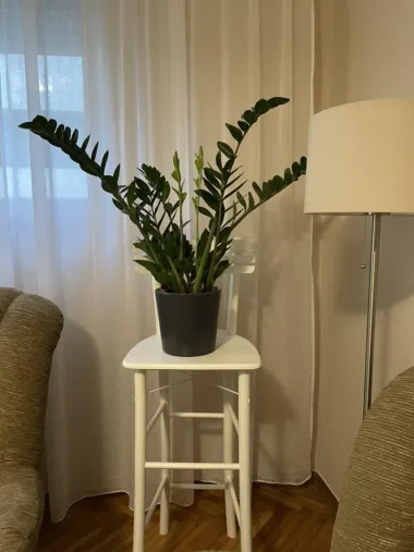 Naše čitateljice podijelile su divne fotografije biljaka koje njima donose sreću