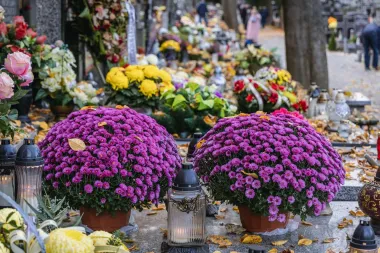 Krizanteme - simbol sjećanja i ljubavi prema onima koji više nisu s nama