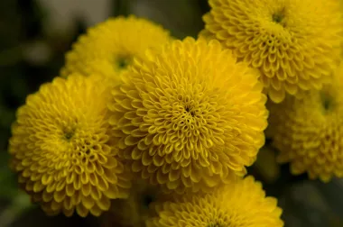 Krizanteme - simbol sjećanja i ljubavi prema onima koji više nisu s nama