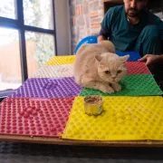 Zbog ovog turskog mačka poželjet ćeš krenuti na pilates