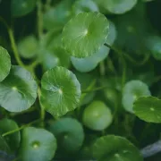Obnavlja kožu i pomaže s cirkulacijom - Sve što želiš znati o biljci gotu kola