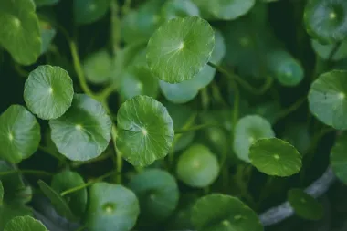 Obnavlja kožu i pomaže s cirkulacijom - Sve što želiš znati o biljci gotu kola