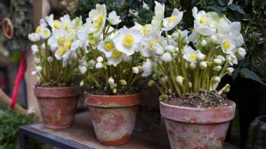 Božićna ruža uspijeva zimi, ali i krije ljekovite moći