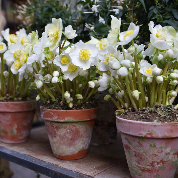 Božićna ruža uspijeva zimi, ali i krije ljekovite moći