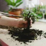 Jesi li čula za Bonsai & Wine? Oslobodi kreativnost i uživaj uz čašu vina