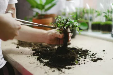 Jesi li čula za Bonsai & Wine? Oslobodi kreativnost i uživaj uz čašu vina