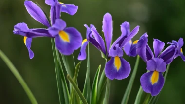 Zna&scaron; li koji je hrvatski nacionalni cvijet? Ujedno i ljepotica koja se sadi u proljeće