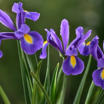 Zna&scaron; li koji je hrvatski nacionalni cvijet? Ujedno i ljepotica koja se sadi u proljeće
