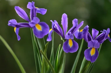 Zna&scaron; li koji je hrvatski nacionalni cvijet? Ujedno i ljepotica koja se sadi u proljeće