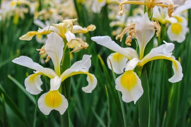 Zna&scaron; li koji je hrvatski nacionalni cvijet? Ujedno i ljepotica koja se sadi u proljeće