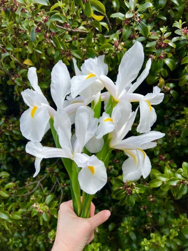 Zna&scaron; li koji je hrvatski nacionalni cvijet? Ujedno i ljepotica koja se sadi u proljeće