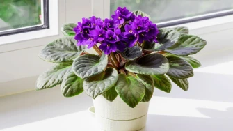 Afrička ljubičica ne traži puno, a cvjeta neprestano. Evo kako je održavati