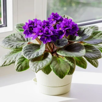 Afrička ljubičica ne traži puno, a cvjeta neprestano. Evo kako je održavati