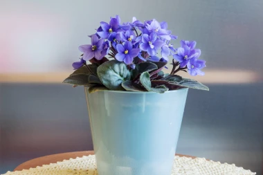 Afrička ljubičica ne traži puno, a cvjeta neprestano. Evo kako je održavati