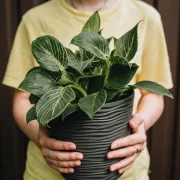 Sve kućne biljke ti venu? Filadendron je savršen izbor za tebe!