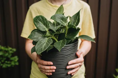 Sve kućne biljke ti venu? Filadendron je savršen izbor za tebe!