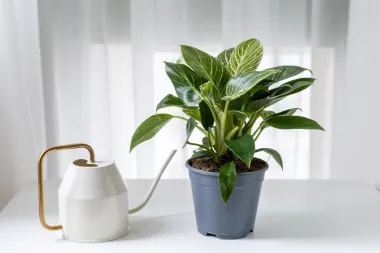 Sve kućne biljke ti venu? Filadendron je savršen izbor za tebe!