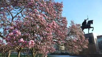 Magnolija na zagrebačkom Tomislavcu obasjala bojama centar grada