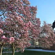 Magnolija na zagrebačkom Tomislavcu obasjala bojama centar grada