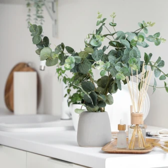 Kako uzgojiti eukaliptus u tegli i održavati ga zdravim tijekom cijele godine