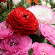 Ranunkule - proljetna ljepotica slojevitih latica