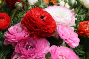 Ranunkule - proljetna ljepotica slojevitih latica