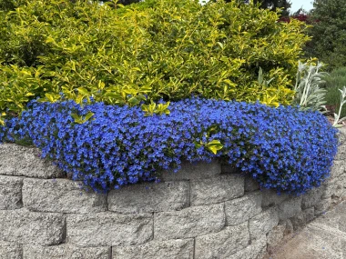 Lobelija - plavi dragulj koji će uljep&scaron;ati svaki vrt i balkon