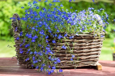 Lobelija - plavi dragulj koji će uljep&scaron;ati svaki vrt i balkon