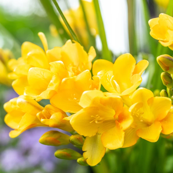 &Scaron;arene frezije ispunit će dom mirisom, a jednostavne su za uzgoj