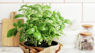 Bosiljak ti često vene? Evo kako ga održavati kako bi uspio svaki put