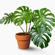 Zašto je egzotična monstera najpoželjnija sobna biljka današnjice?
