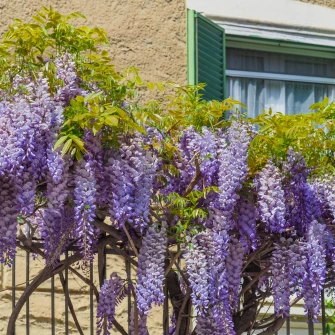 Glicinija: Sve &scaron;to trebate znati o cvjetnoj penjačici koja oduzima dah