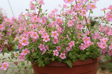 Nezahtjevna bakopa: Savr&scaron;en izbor za tvoj vrt ili balkon ovog ljeta