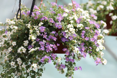 Nezahtjevna bakopa: Savr&scaron;en izbor za tvoj vrt ili balkon ovog ljeta