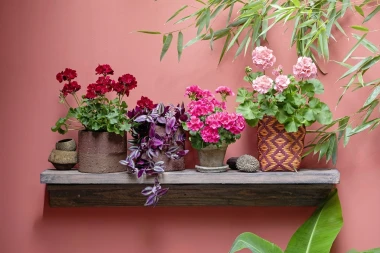 Stiglo je vrijeme pelargonija: Kreativne viseće dekoracije s pelargonijama