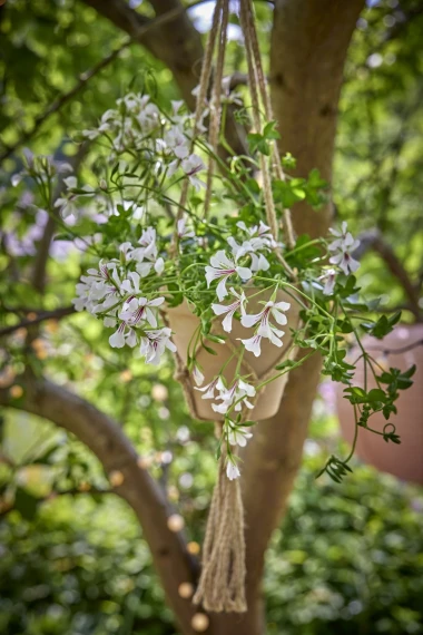 Stiglo je vrijeme pelargonija: Kreativne viseće dekoracije s pelargonijama