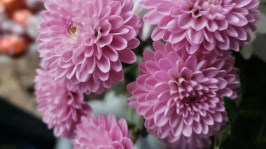 Krizantema – cvijet vječnosti koji povezuje svjetove živih i mrtvih