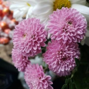 Krizantema – cvijet vječnosti koji povezuje svjetove živih i mrtvih