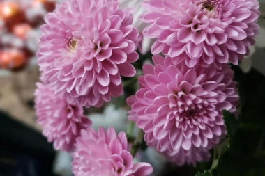 Krizantema – cvijet vječnosti koji povezuje svjetove živih i mrtvih