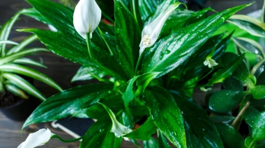 Zašto listovi tvog spatifiluma žute? Stručnjak otkriva najčešće pogreške koje radimo