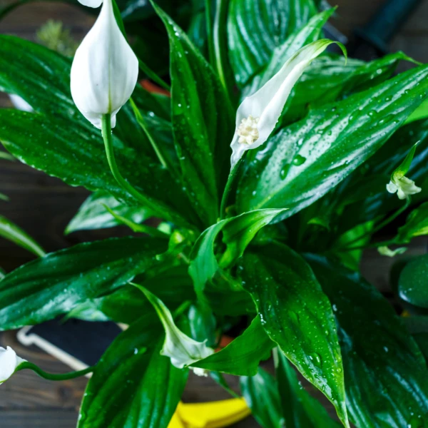 Zašto listovi tvog spatifiluma žute? Stručnjak otkriva najčešće pogreške koje radimo