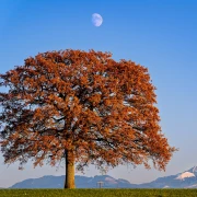 Horoskop za subotu: Blizanci trebaju razmišljati o budućnosti, jarčevi pronaći kompromis